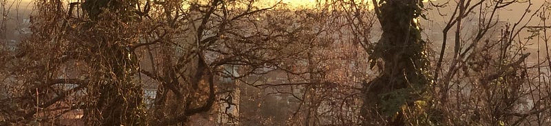 Everything is Intertwingled: picture of some vines in Graz, Austria, at sunset.