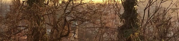 Everything is Intertwingled: picture of some vines in Graz, Austria, at sunset.